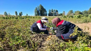Patates tarlalarında pestisit denetimi yapıldı