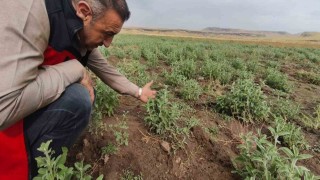Patnosta Ada Çayı heyecanı: İlk hasat için geri sayım başladı