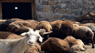 Patnosta koyun sağımı mesaisi devam ediyor