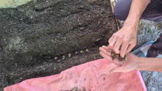 Pazarlar'da salep üretim alanında ekim kontrolü