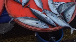 Perşembe pazarında palamut bereketi: Tanesi 75 liraya kadar düştü