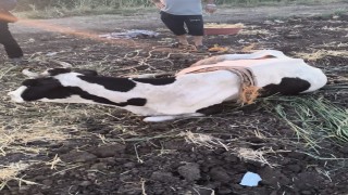 Reyhanlıda  bataklığa düşen büyükbaş hayvan kurtarıldı