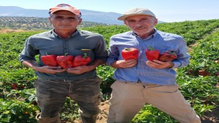 Salihlide kapya biberde hasat zamanı