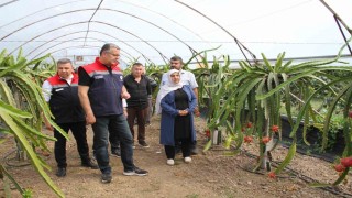 Samsunda fındığa alternatif ürün: Ejder meyvesi