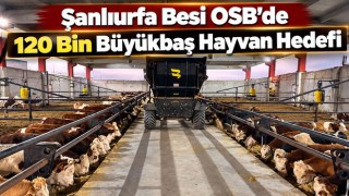 Şanlıurfa Besi OSB’de 120 Bin Büyükbaş Hayvan Hedefi