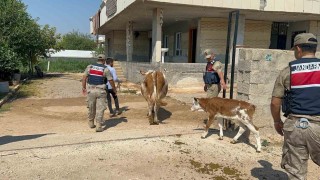 Şanlıurfada büyükbaş hayvan dolandırıcılığında 1 gözaltı