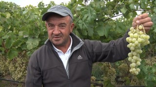 Sarı altın Müşküle üzümünde hasat heyecanı başladı