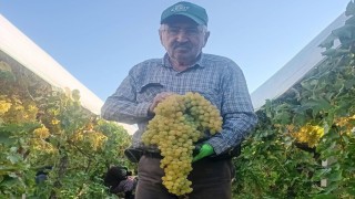 Sarıgöl'de 5,5 kiloluk dev üzüm salkımı