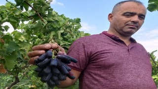 Sarıgölde yeni üzüm çeşidi merak uyandırdı