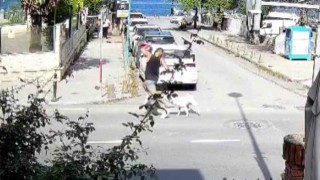 Sarıyer'de başıboş köpekler vatandaşları tedirgin ediyor