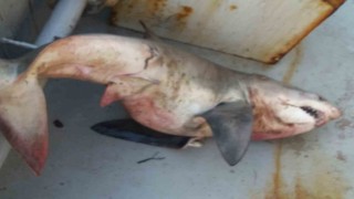 Saros Körfezi'nde balıkçıların ağına 65 kiloluk köpek balığı takıldı