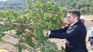 Selendinin Yeşil Altının da hasat başladı