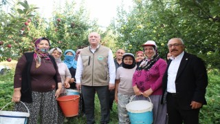 Şemsi Bayraktar'dan Çivril'de elma hasadı yaptı