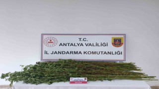 Serik'te 80 kök kenevir bitkisi ele geçirildi