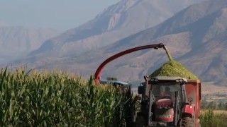 Silajlık mısır hasadı sürüyor