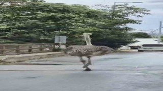 Şilede hayvanat bahçesinden kaçan deve kuşu ortalığı birbirine kattı
