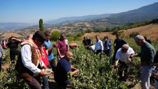 Sındırgıda aronya hasat şenliği coşkusu