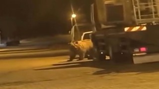 Sinop'ta ayı araçların arasında dolaştı