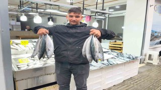 Sinop'ta palamut 50 lira