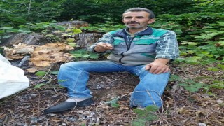 Sinopta traktör devrildi, orman işçisi hayatını kaybetti