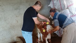 Şırnak'ta hayvanlara yönelik aşılama ve küpeleme çalışması