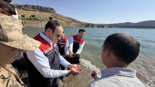 Şırnakta Ilısu Baraj Gölüne 800 bin yavru şabut balığı bırakıldı