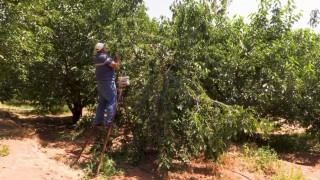 Su tarlaya ulaştı, Emirler'de kiraz üretimi arttı