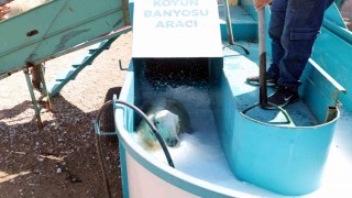 Talasta 16 bin koyun bu banyodan geçti