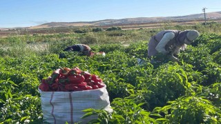 Tarlalardan sofralara acı yolculuk başladı