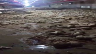 Taşkın kümesi vurdu, çok sayıda tavuk telef oldu