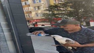 Tekirdağda bitkin düşen martı kolunu ısırdı şefkatini eksik etmedi