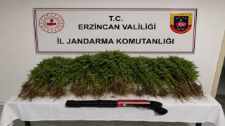 Tercanda uyuşturucu operasyonunda 174 kök kenevir ele geçirildi