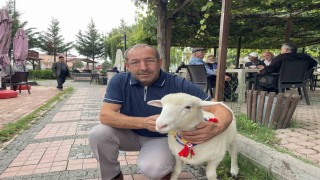 Tertip, Kavaklıların gözbebeği oldu