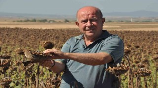 Trakyada üreticiler ayçiçeği hasadında sona yaklaştı