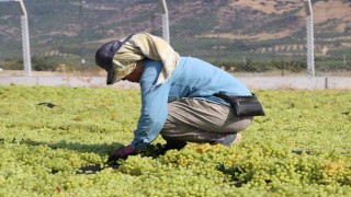 Tüccarın açıkladığı düşük fiyata tepki gösteren üzümcülerden TMOya alım çağrısı