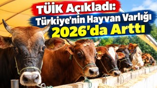TÜİK Açıkladı: Türkiye'nin Hayvan Varlığı 2026'da Arttı
