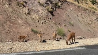 Tuncelide dağ keçisi sürüsü görüntülendi