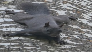 Tunceli'de nadir görülen kara sincap görüntülendi