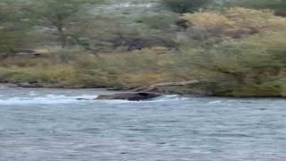 Tunceli'de yaban domuzu  derenin akıntısına rağmen karşıya geçmeyi başardı