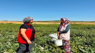 Turşuluk salatalık hasadı sürüyor