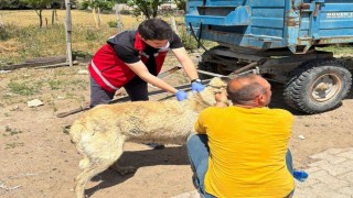 Valilik köpek sahiplerini uyardı: Kayıt yaptırmayana 10 bin, ter edene 108 bin TL ceza