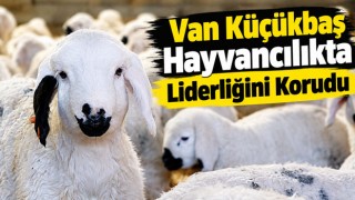 Van Küçükbaş Hayvancılıkta Liderliğini Korudu
