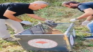Yaralı karaca iyileştirilerek doğaya salındı