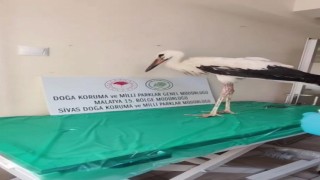 Yaralı leylek tedavisinin ardından doğaya bırakıldı