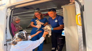 Yaraştaki orman yangınında can dostlara acil müdahale