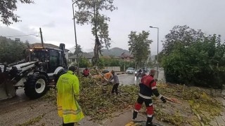 Yayladağı'nda aracın üzerine ağaç devrildi