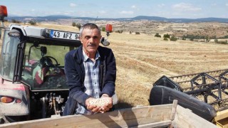 Yerli nohut çeşidinde hasat zinciri büyüyor