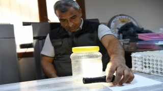 Yeşil vatanın sessiz koruyucuları laboratuvarda yetiştiriliyor