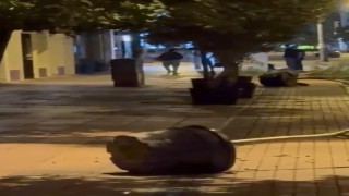 Yol kenarındaki saksıları devirerek yürüdü