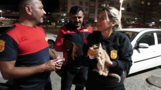 Yozgatta aracın motorunda mahsur kalan yavru kediyi itfaiye kurtardı